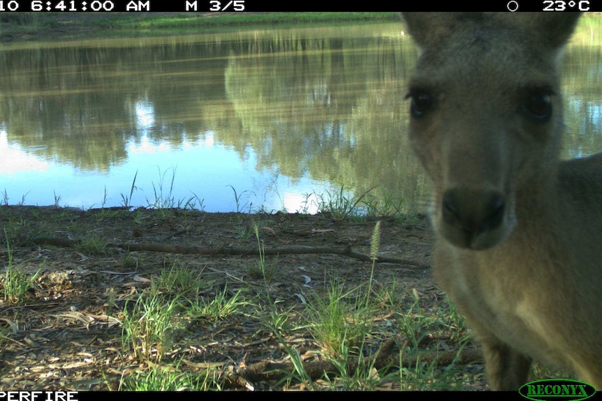 A wildlife cam captures a curious kangaroo.