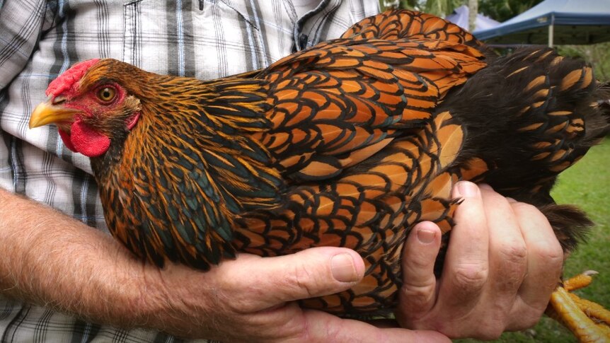 A chicken with gold and black feathers