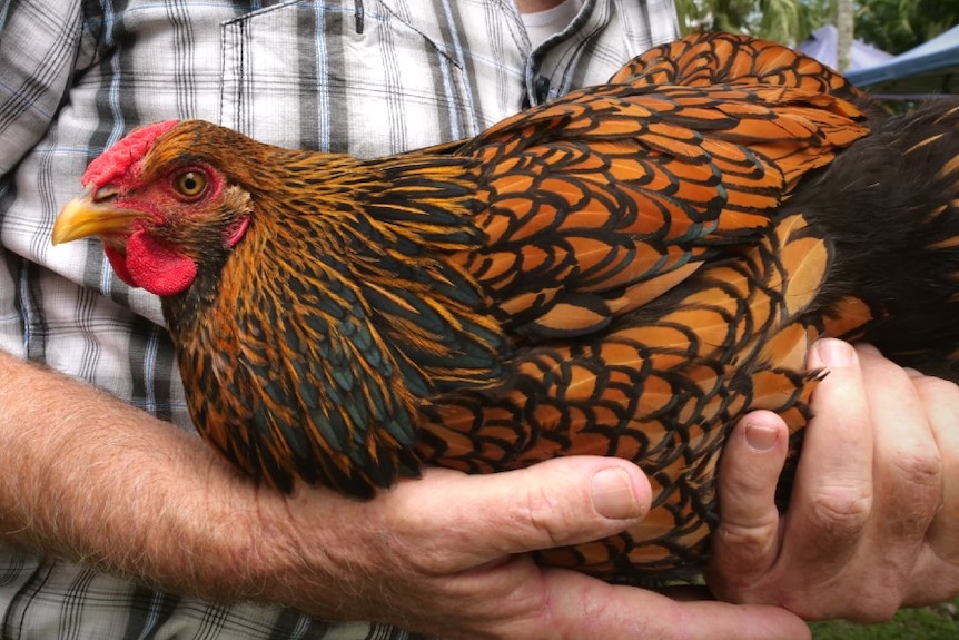 Gold laced wyandotte chickens are an American breed prized for their striking plumage.