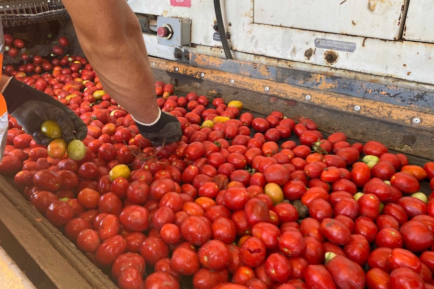 Tomatoes on a conveyer belt with a person reaching in to pick out tomatoes.