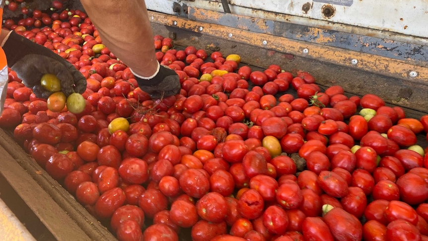 Tomatoes on a conveyer belt with a person reaching in to pick out tomatoes.