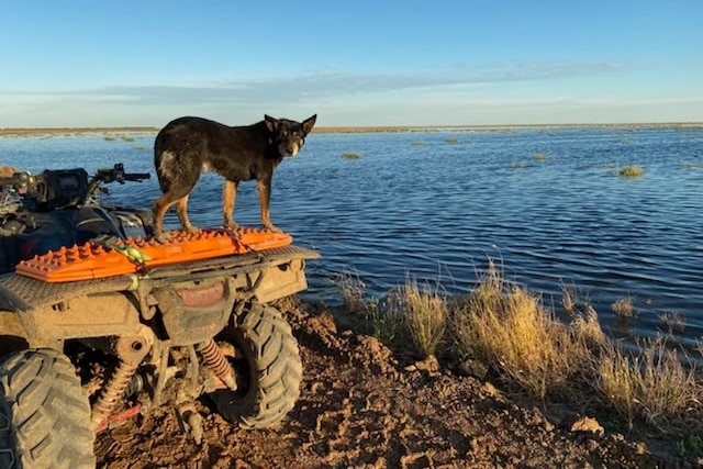 A dog standing on the back of a quad bike with flooding in the background.