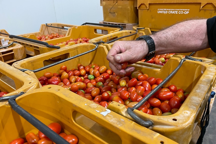 Wholesale tomatoes