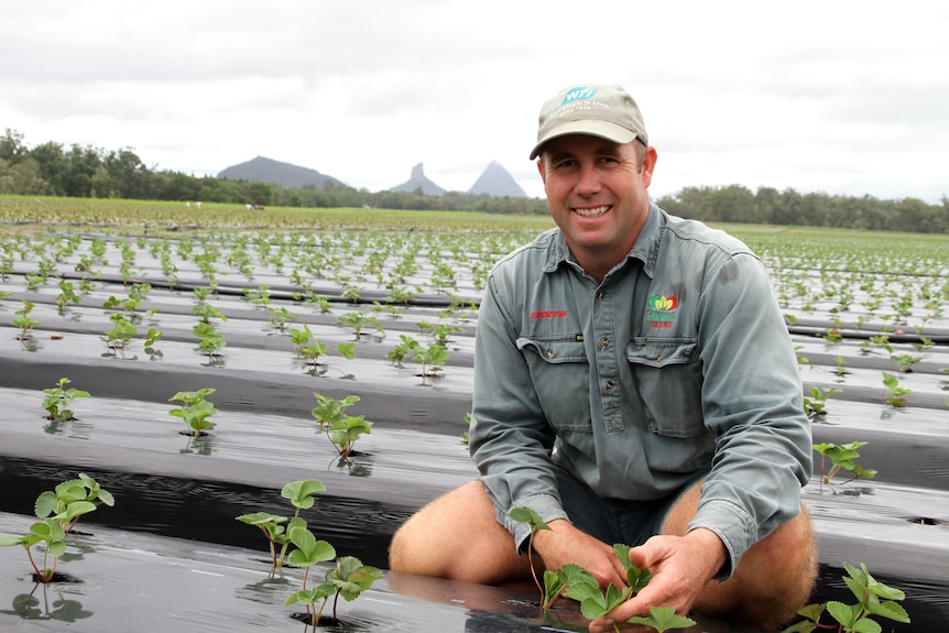 A middle aged man in a cap and farm work clothes squats between rows of freshly planted strawberry runners