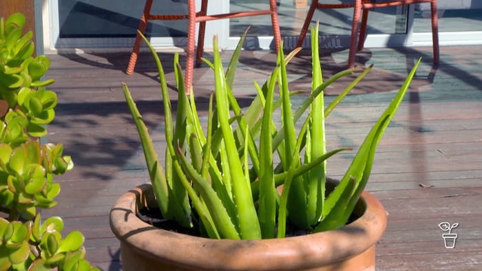 Aloe vera plant growing in a large terracotta pot on a timber verandah