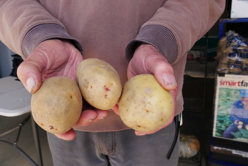 Man holds 3 ottway gold potatoes.