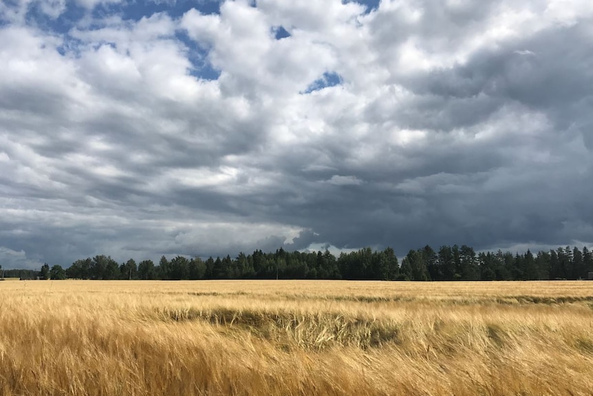 Densely-forested area in Estonia.