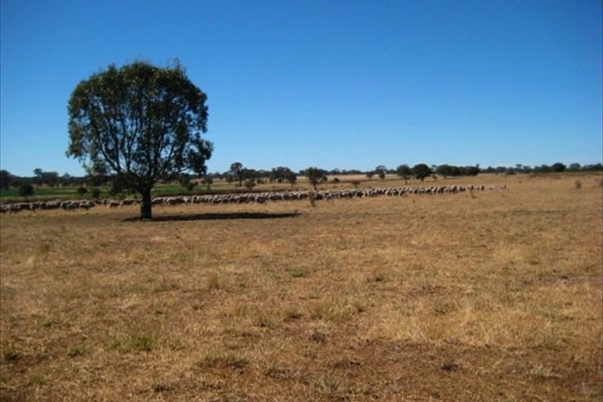 Hot dry paddock in Victoria