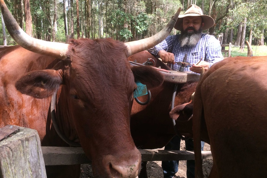 Timbertown bullocky, Craig Lockwood, yoking up his bullocks.