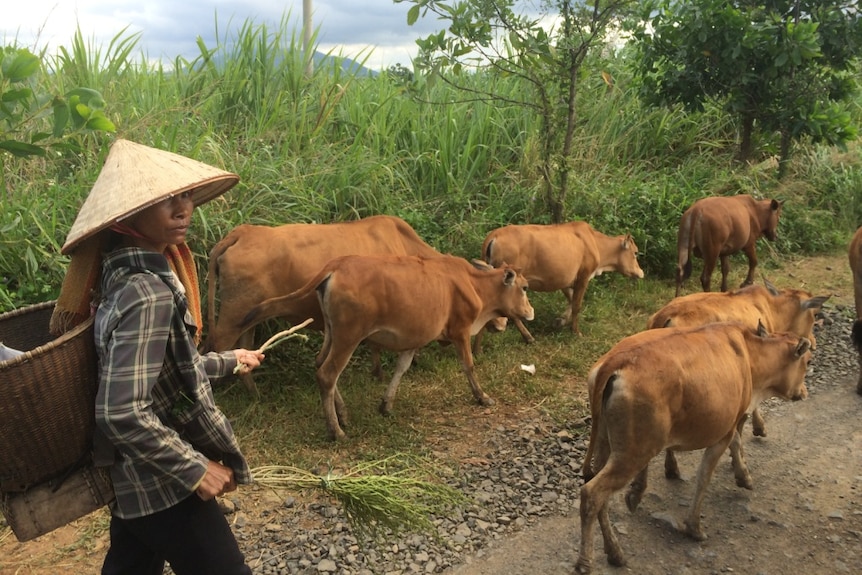 Vietnamese farmer moving cattle along the road