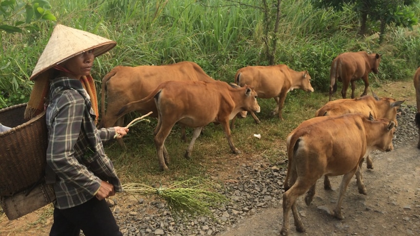 Vietnamese farmer moving cattle along the road