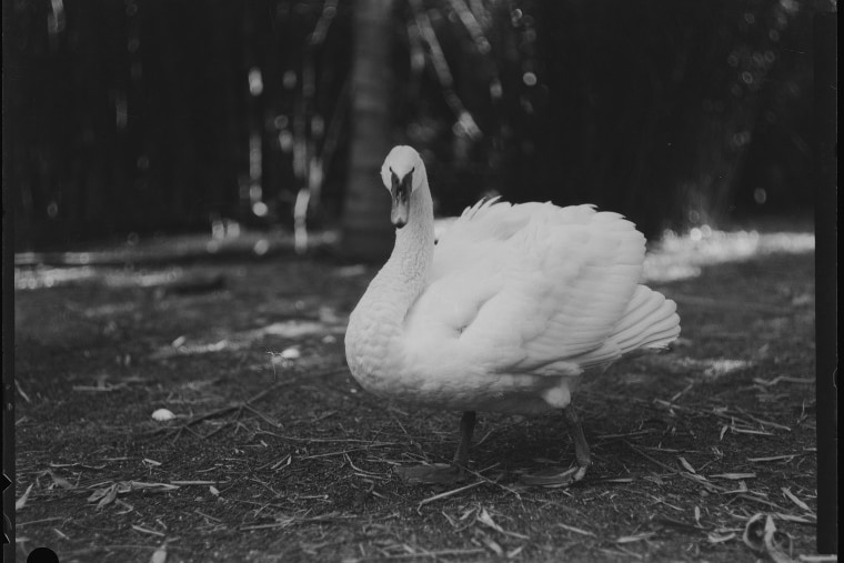 Black and white photo - White swan at Perth Zoo, 1929