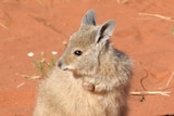 wallaby standing in front of red soil looking to the left 