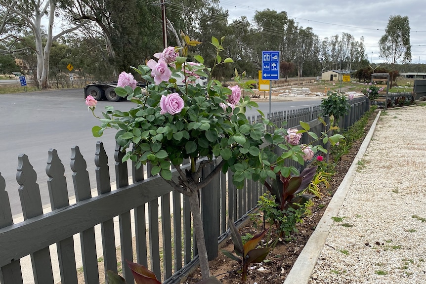 A grey fence with rose bushes and plants along it and white gravel to the side.