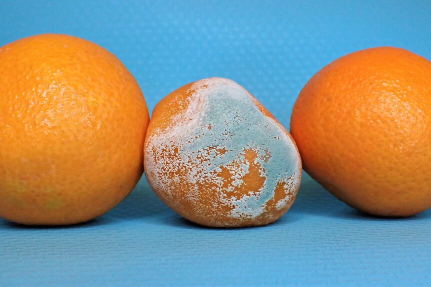 Three oranges sitting on a blue bench, the middle one covered in blue mould