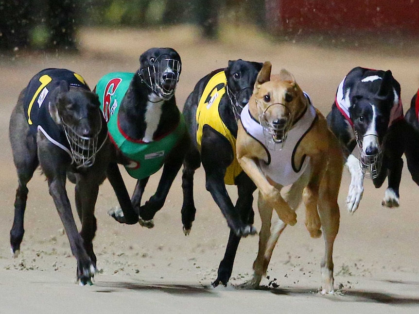 Greyhound racing to be in Canberra despite NSW backflip, evidence of live baiting - ABC