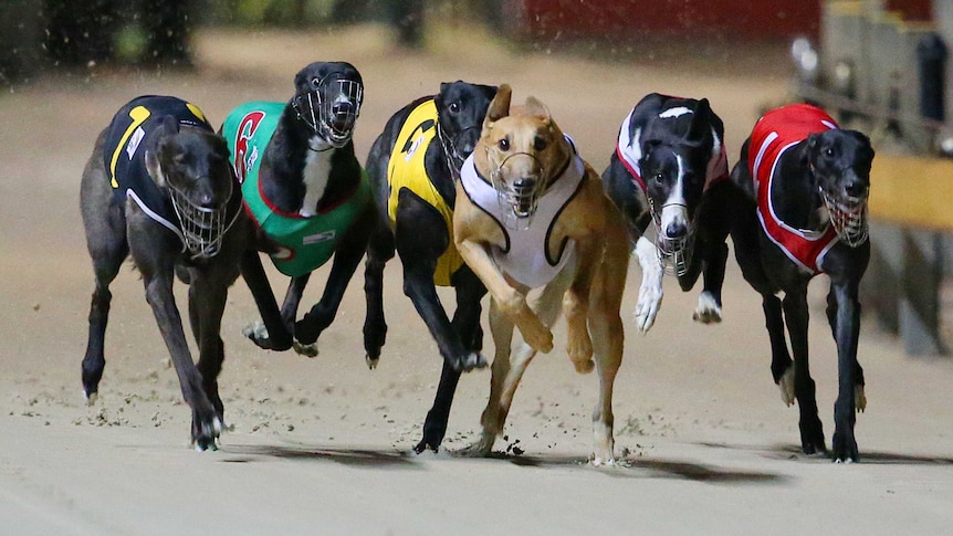 Greyhound dogs racing on a track in Sydney.