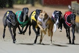 Greyhound dogs racing on a track.