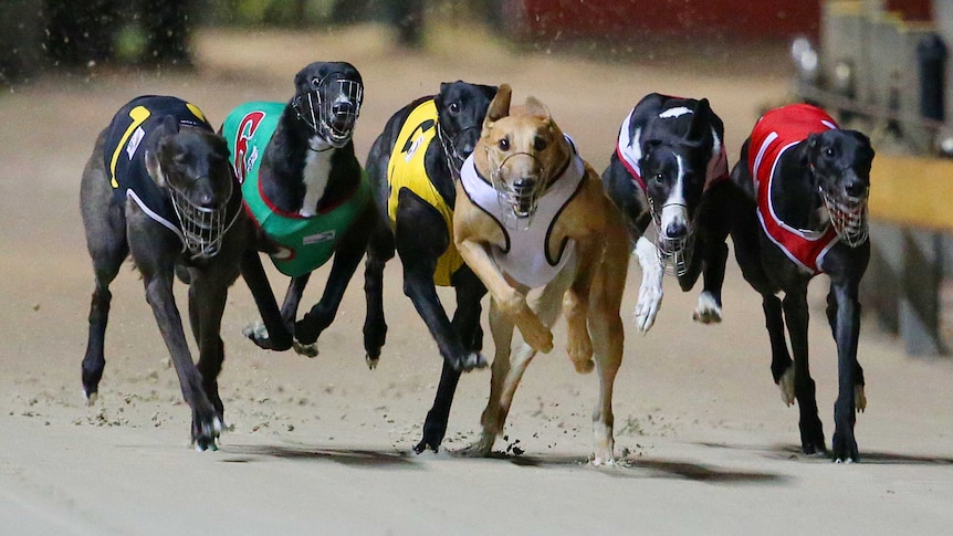 Greyhound dogs racing on a track in Sydney