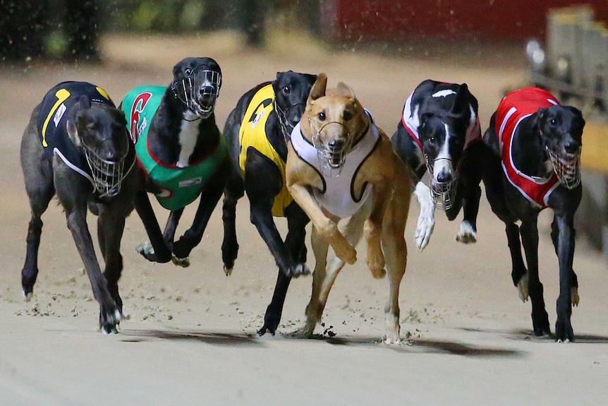 Greyhound dogs racing on a track in Sydney.