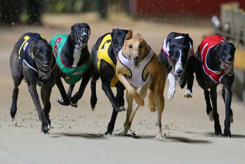 Greyhound racing