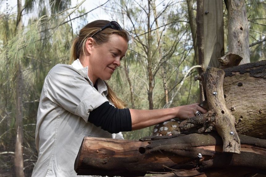 A woman holding a small spotted marsupial in a hollow log.
