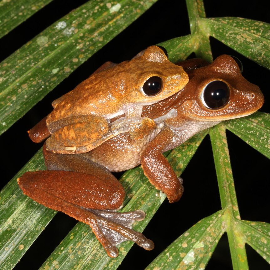 A smaller Australian lace-lid frog sits on the back of a larger lace-lid sitting on a leaf