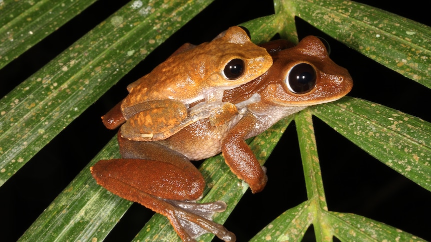 A smaller Australian lace-lid frog sits on the back of a larger lace-lid sitting on a leaf