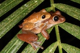 A smaller Australian lace-lid sits on the back of a larger lace-lid sitting on a leaf