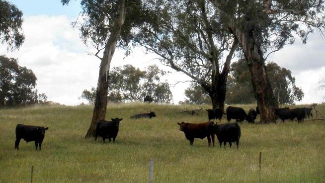 Australian angus cattle