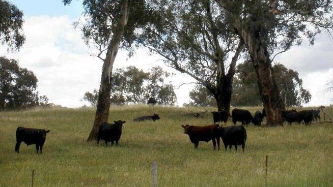 Farmers get help to keep cows cool