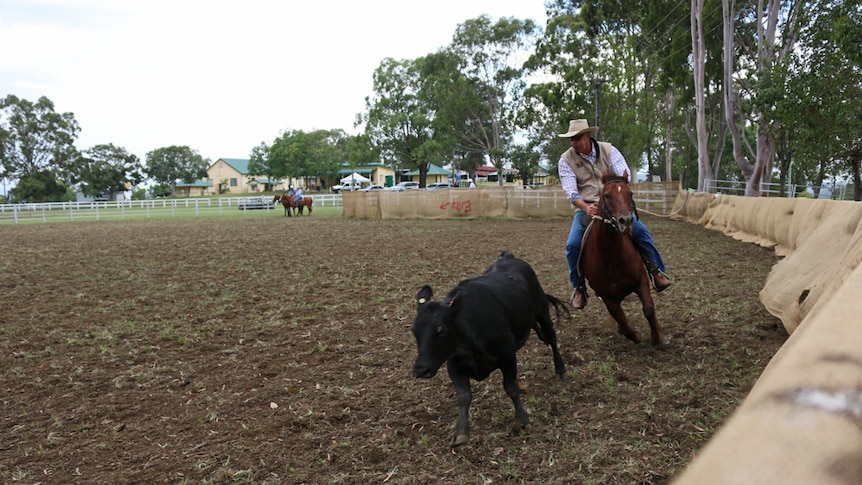 Rider on brown horse chases black steer down side of the arena during campdraft.