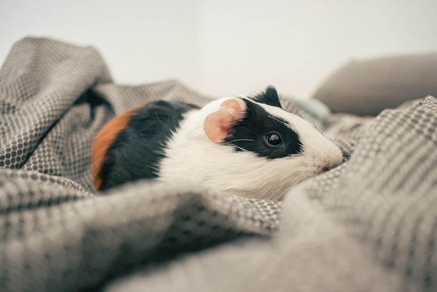 Black, white and brown guinea pig wrapped in a grey blanket. 