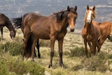 Half a dozen horses stand in dry grass, with blackened hills in the distance revealing the fire's damage.