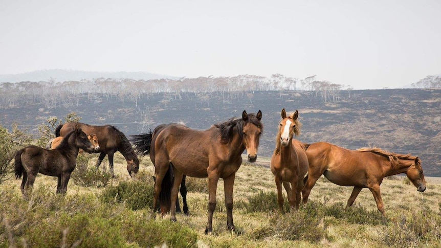 Half a dozen horses stand in dry grass, with blackened hills in the distance revealing the fire's damage.