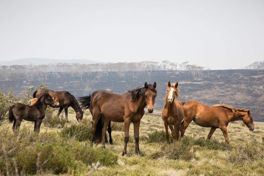 Half a dozen horses stand in dry grass, with blackened hills in the distance revealing the fire's damage.