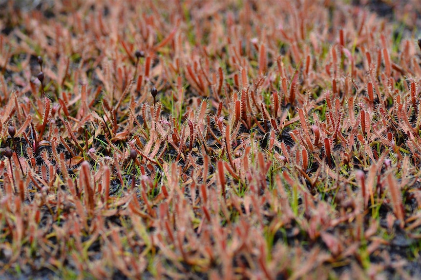 Ground covered in small, stinky-looking red plants called drosera arcturi