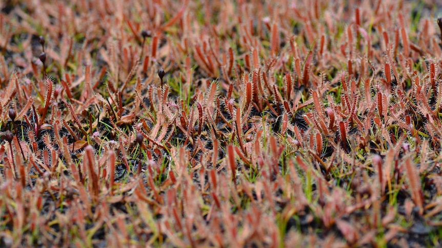Ground covered in small, stinky-looking red plants called drosera arcturi