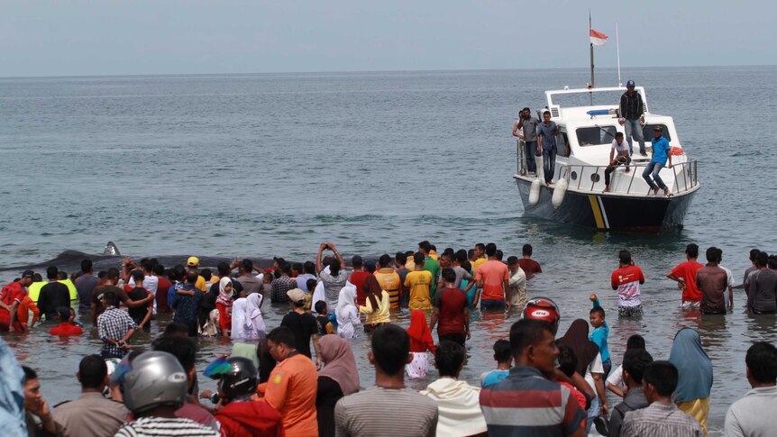 Dozens of people in the water as another sperm whale is helped back into the ocean