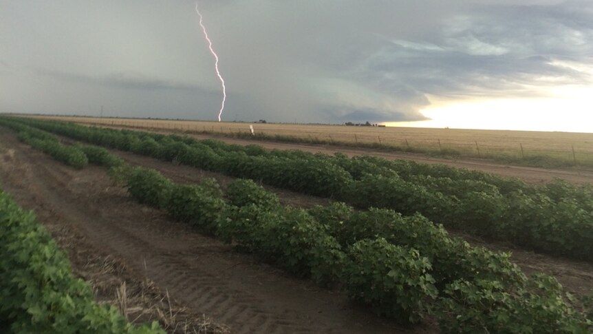 Rows of cotton with storm and lighting in background