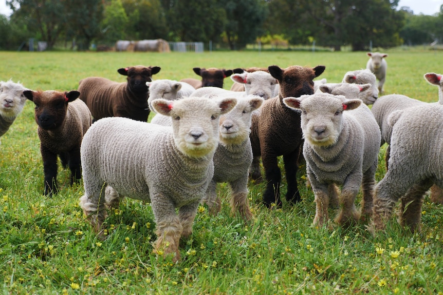 A group of small, black and white fluffy lambs stand in a green paddock. 