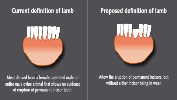 A picture of a lambs teeth, showing the old and new definition of a lamb.