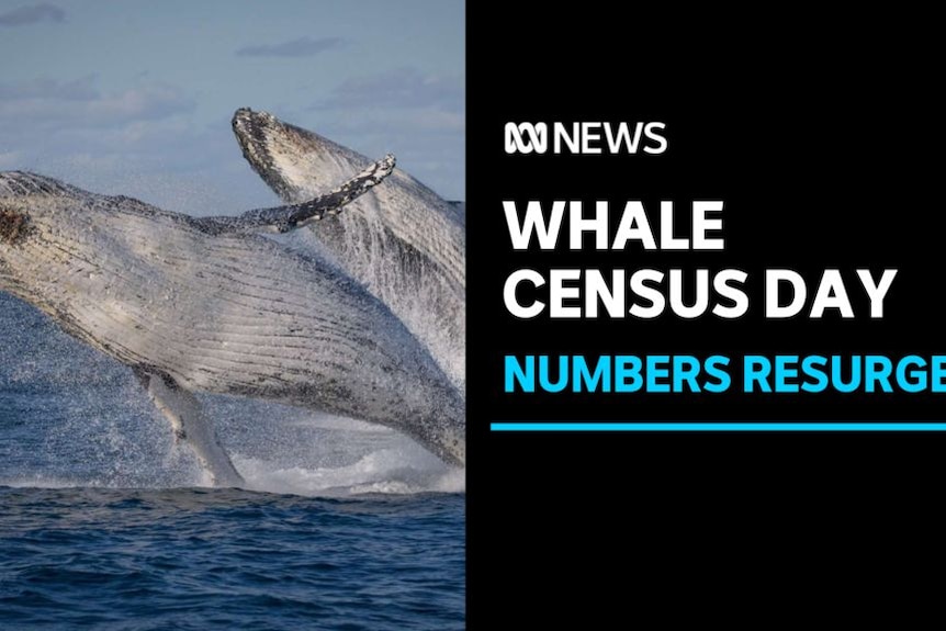 Whale Census Day, Numbers Resurge: Two whales leaping out of the water in unison.