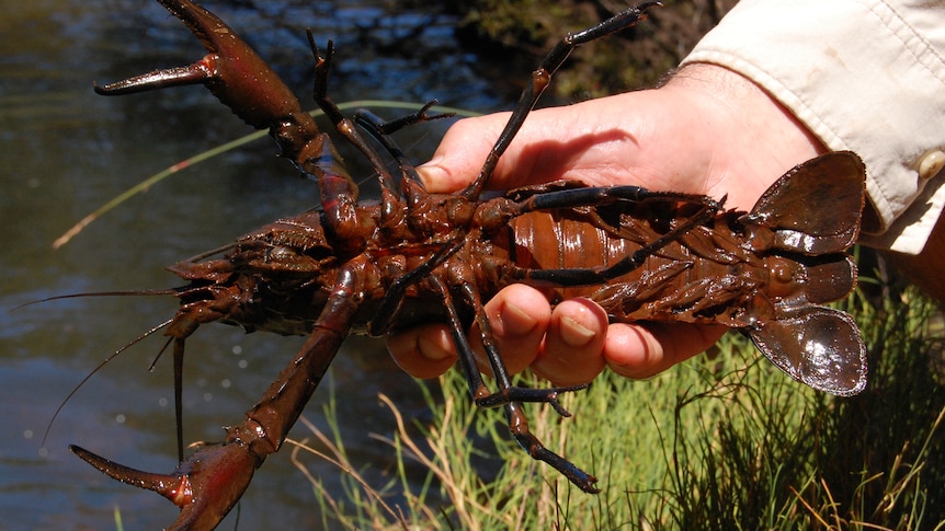 Close-up of hand holding large hairy marron.