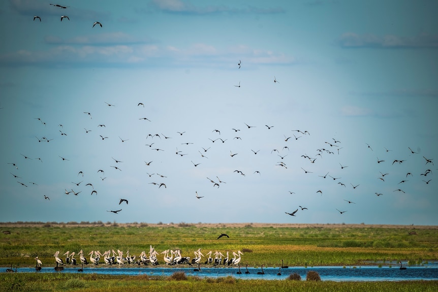 A group of pelicans sit next to a body of water, with black birds flying overhead.