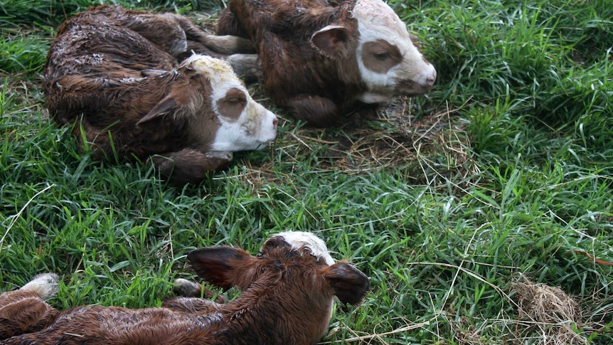 Three baby calves sitting on green grass with their eyes shut