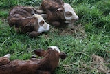 Three baby calves sitting on green grass with their eyes shut