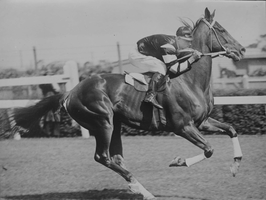 Phar Lap with jockey Jim Pike riding at Flemington race track circa 1930