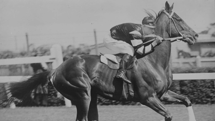 Phar Lap with jockey Jim Pike riding at Flemington race track circa 1930