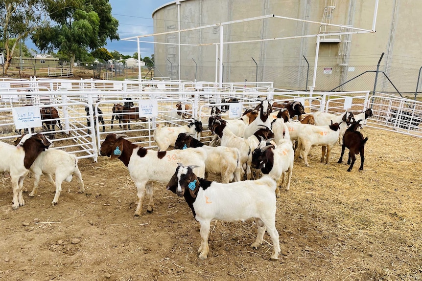 Goats in a set of yards at a sale.